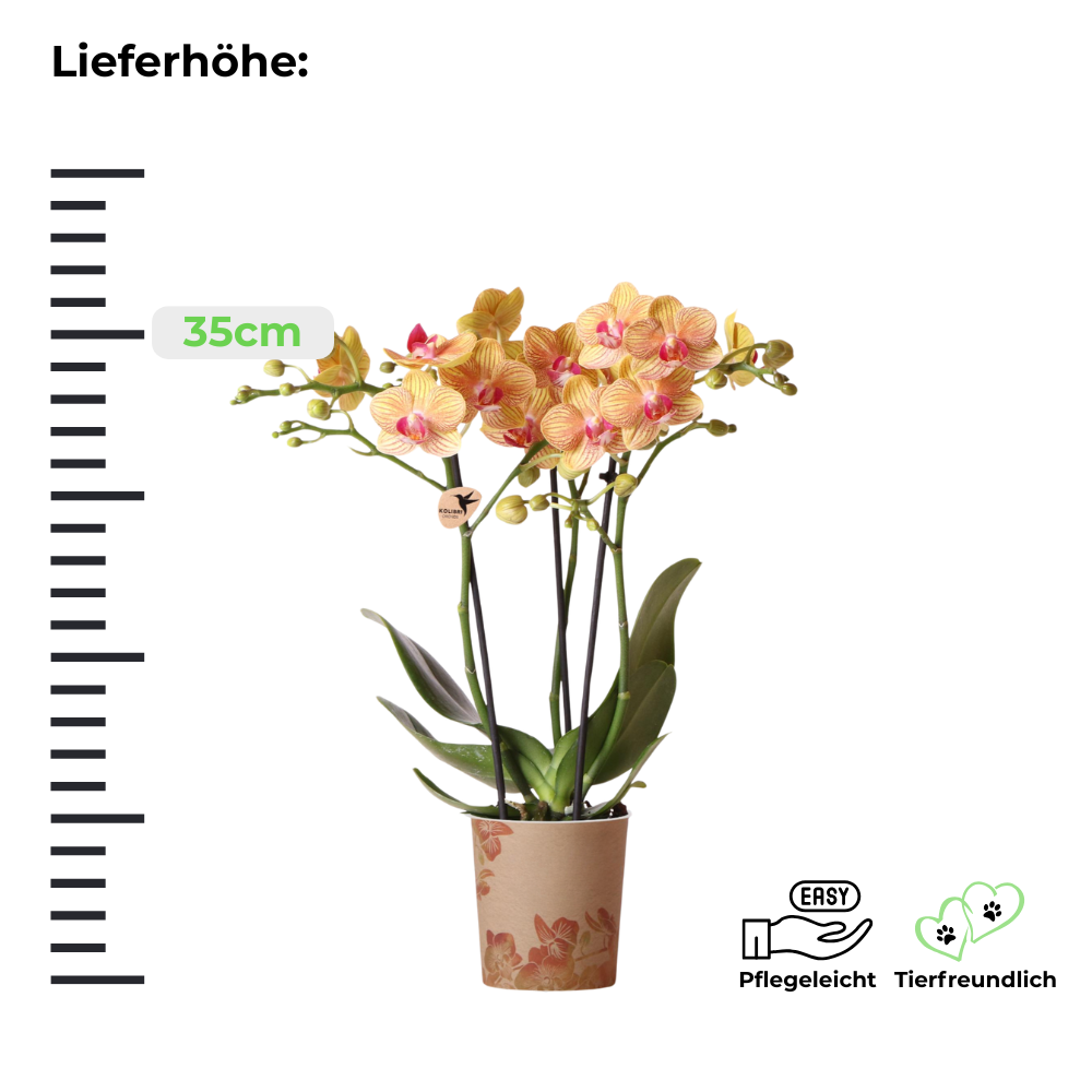 Phalaenopsis Orchidee - orangene Schmetterlingsorchidee Jamaica - ⭥35cm