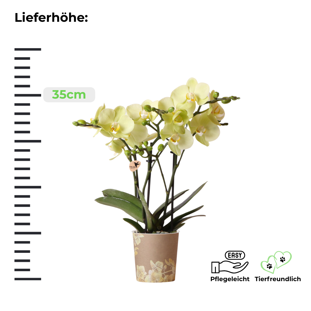 Phalaenopsis Orchidee - gelbe Schmetterlingsorchidee - ⭥35cm