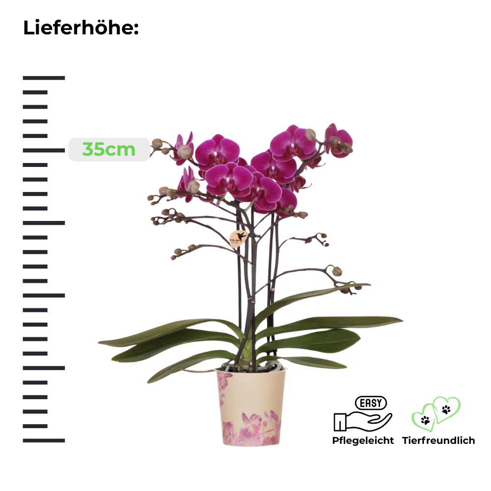 Phalaenopsis Orchidee - lila Schmetterlingsorchidee Morelia - ⭥35cm