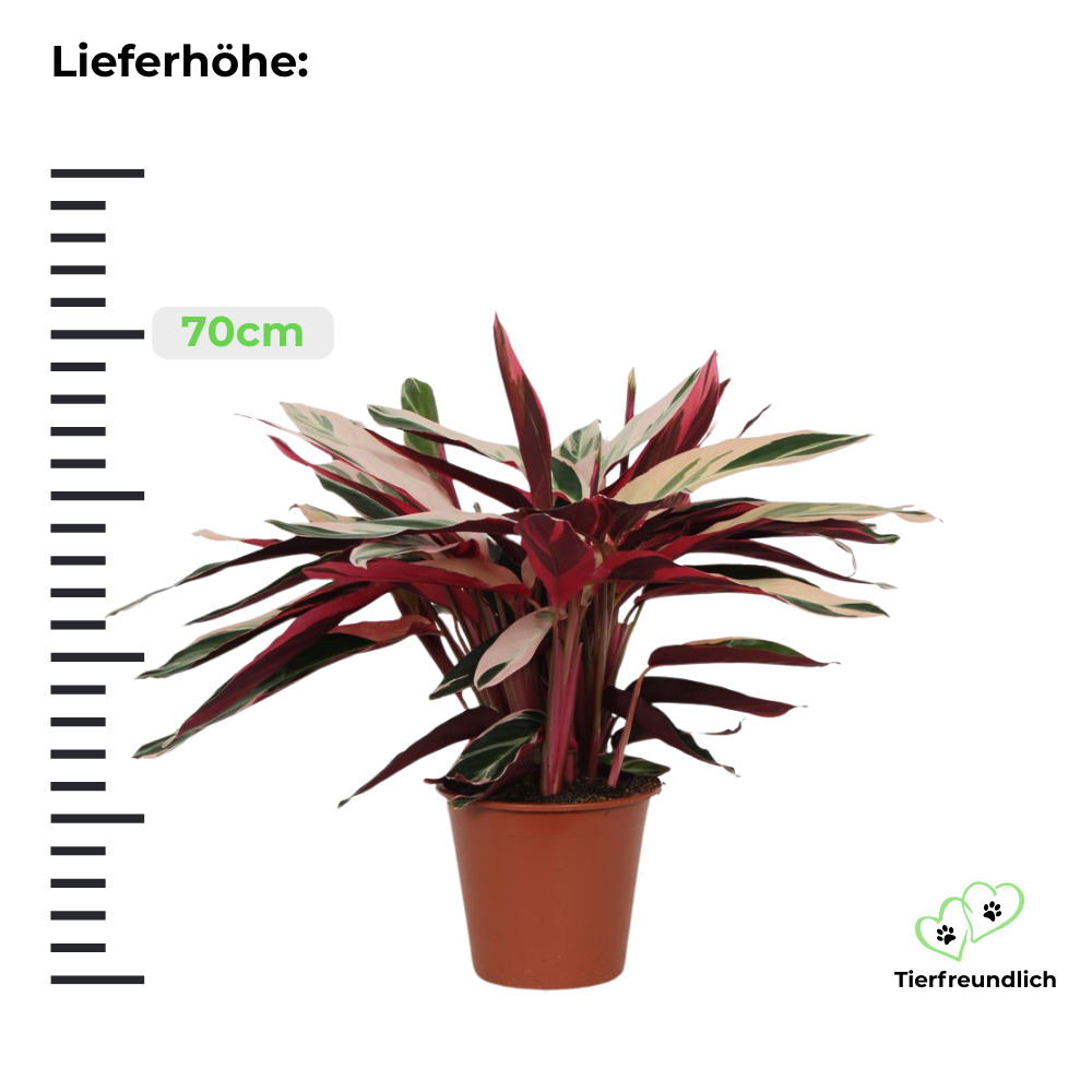 Calathea Triostar - ⭥70cm