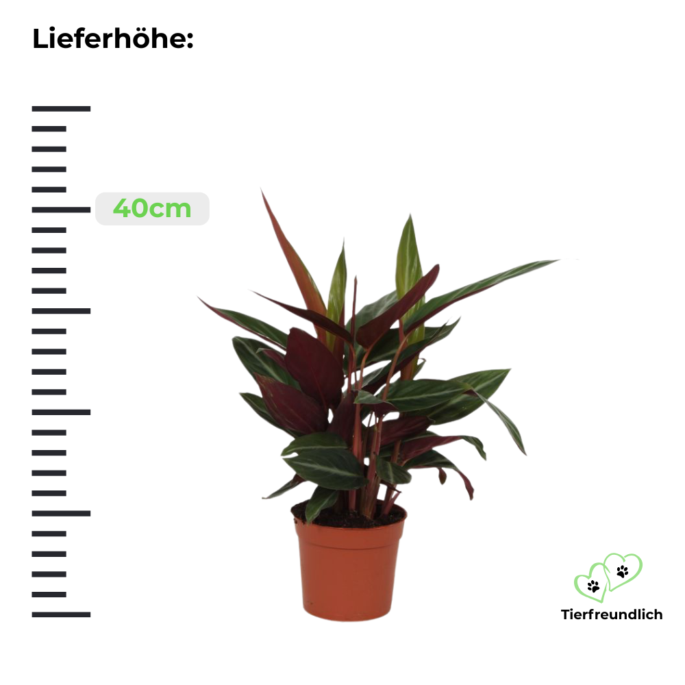 Calathea Stripestar - ⭥40cm