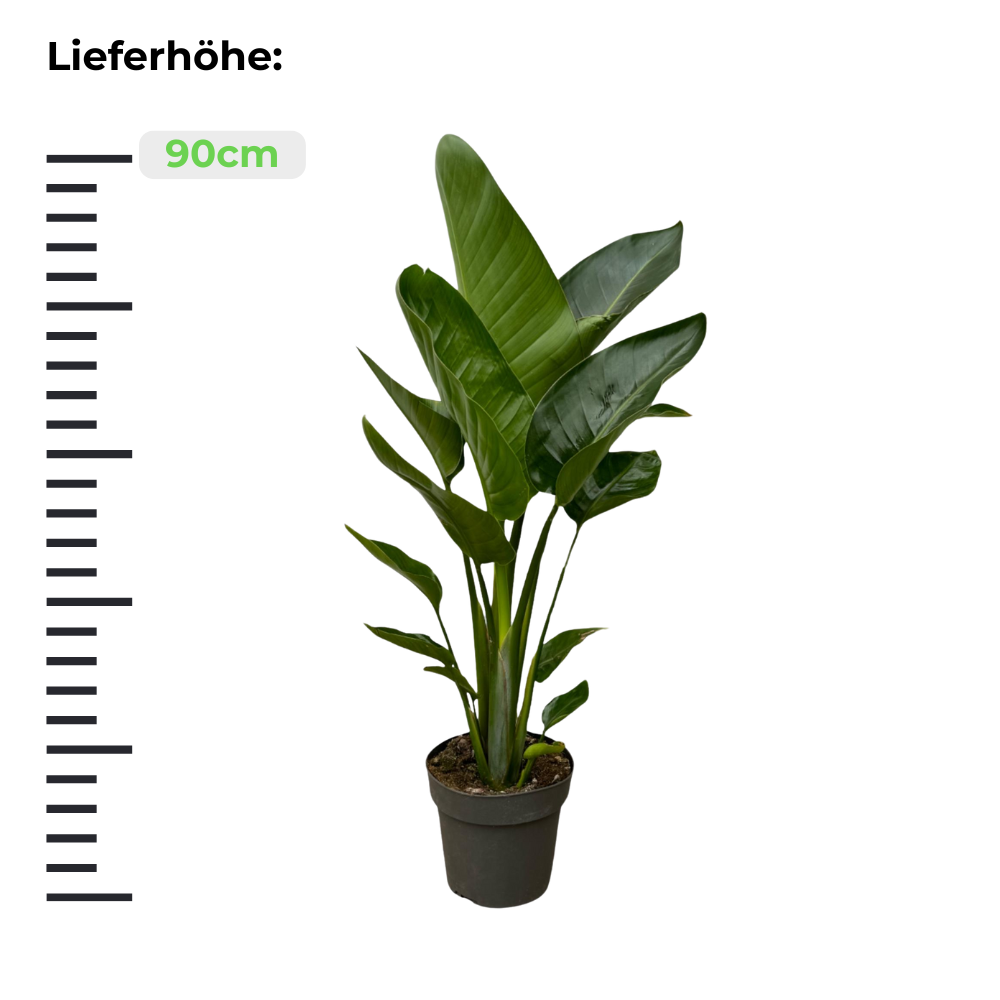 Strelitzia Nicolai "Paradiesvogelblume" - ⭥90cm