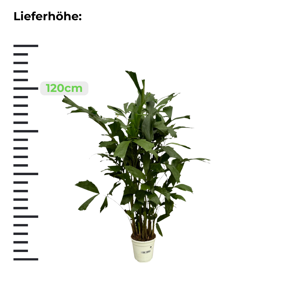 Caryota Mitis "Fischschwanzpalme" - ⭥120cm
