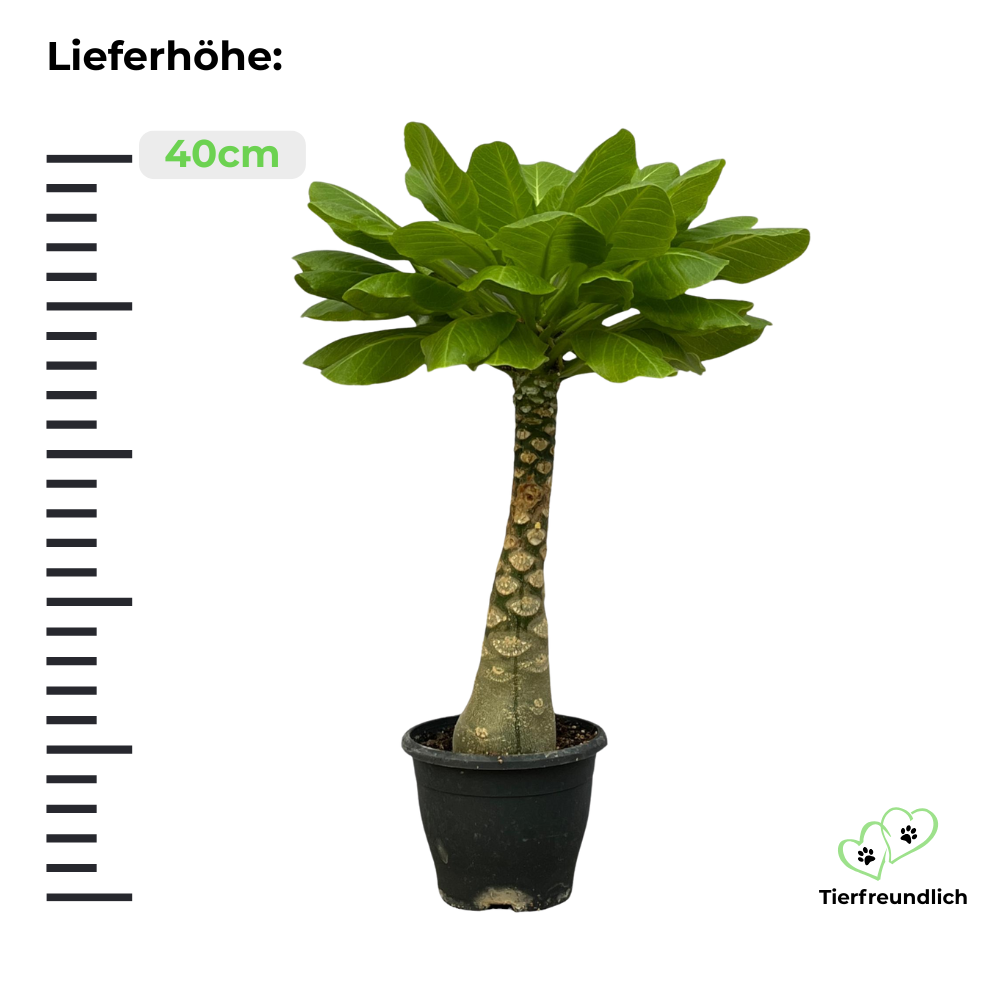 Brighamia Insignis "Hawaii Palme" - ⭥40cm