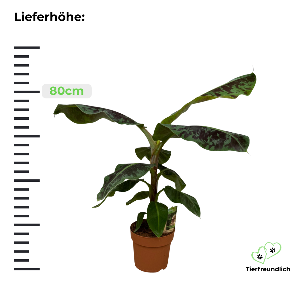 Musa "Bananenpflanze" - ⭥80cm
