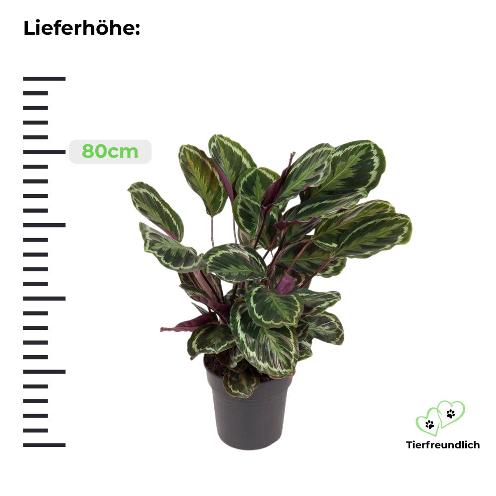 Calathea Medallion - ⭥80cm