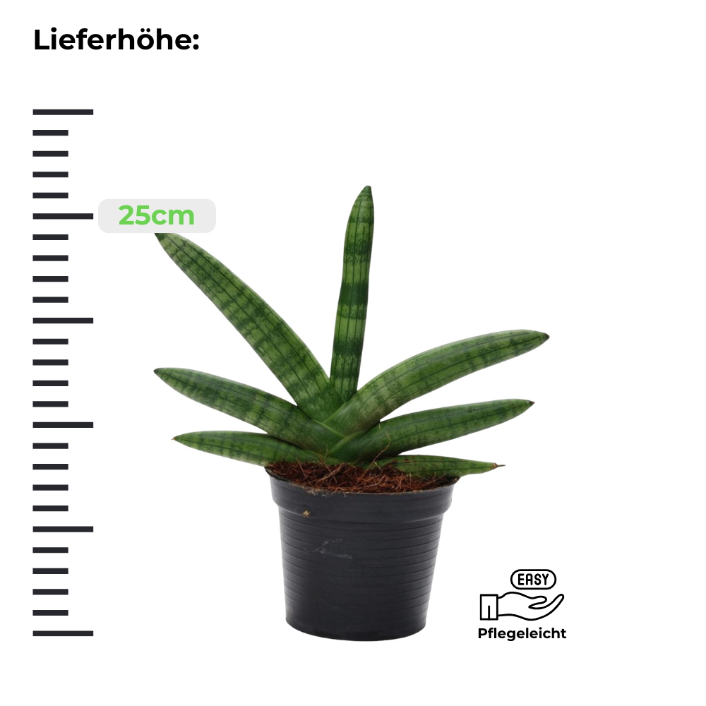 Sansevieria Skyline - Bogenhanf - ⭥25cm
