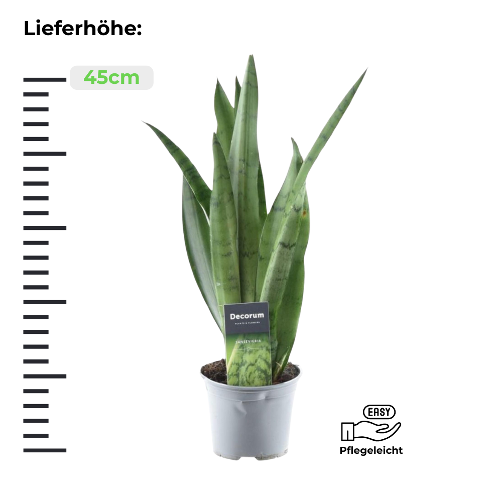 Sansevieria Spearmint - Bogenhanf - ⭥45cm