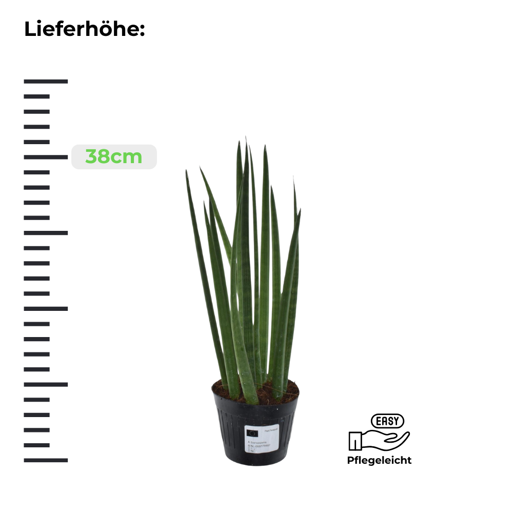 Sansevieria Cylindrica Bacularis - Bogenhanf - ⭥38m