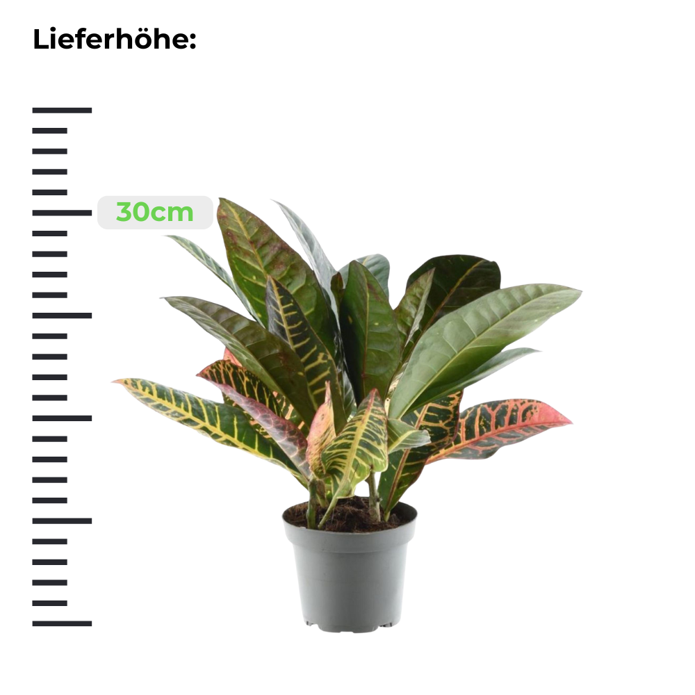 Croton Petra "Codiaeum" - Wunderstrauch - ⭥30cm