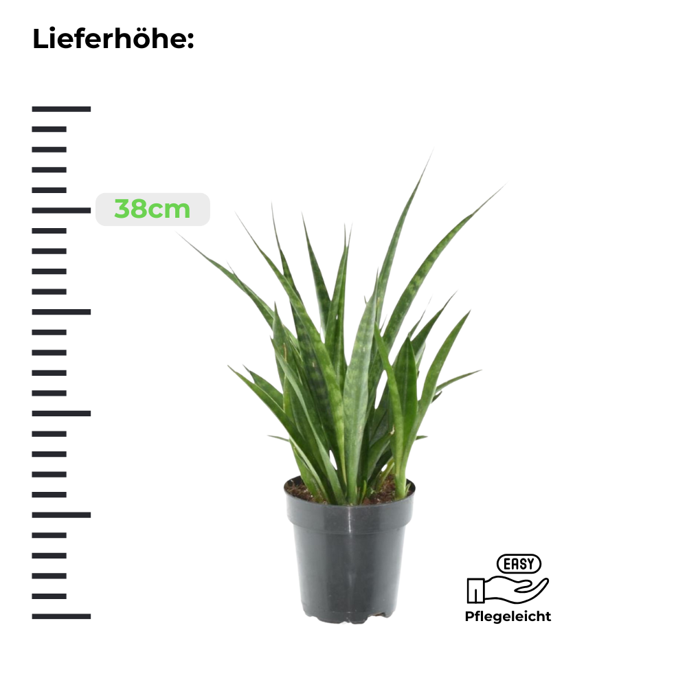 Sansevieria Kirkii Friends - Bogenhanf - ⭥38cm