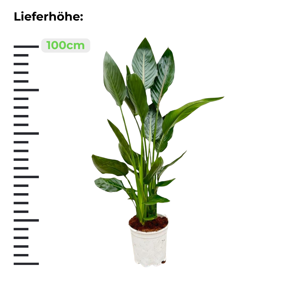 Strelitzia Reginae - "Paradiesvogelblume"