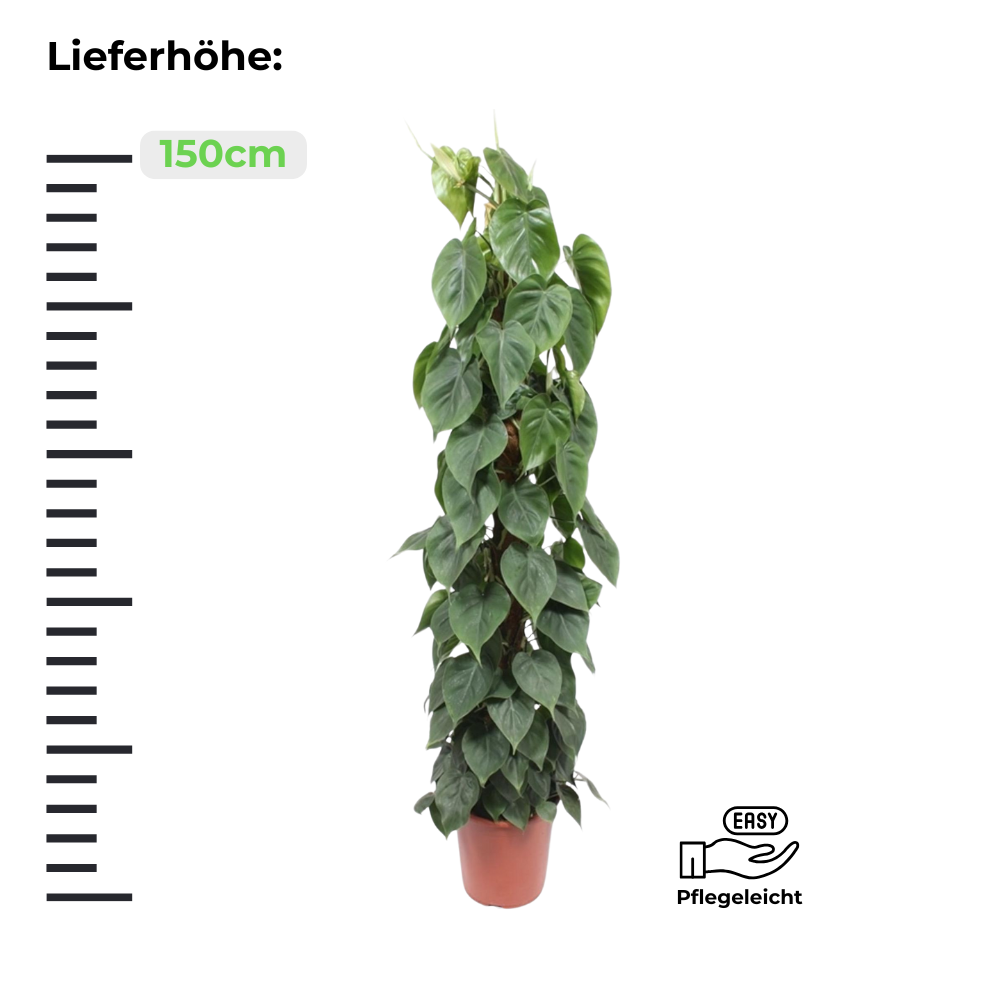 Philodendron Scandens "Kletter-Philodendron" - ⭥150cm