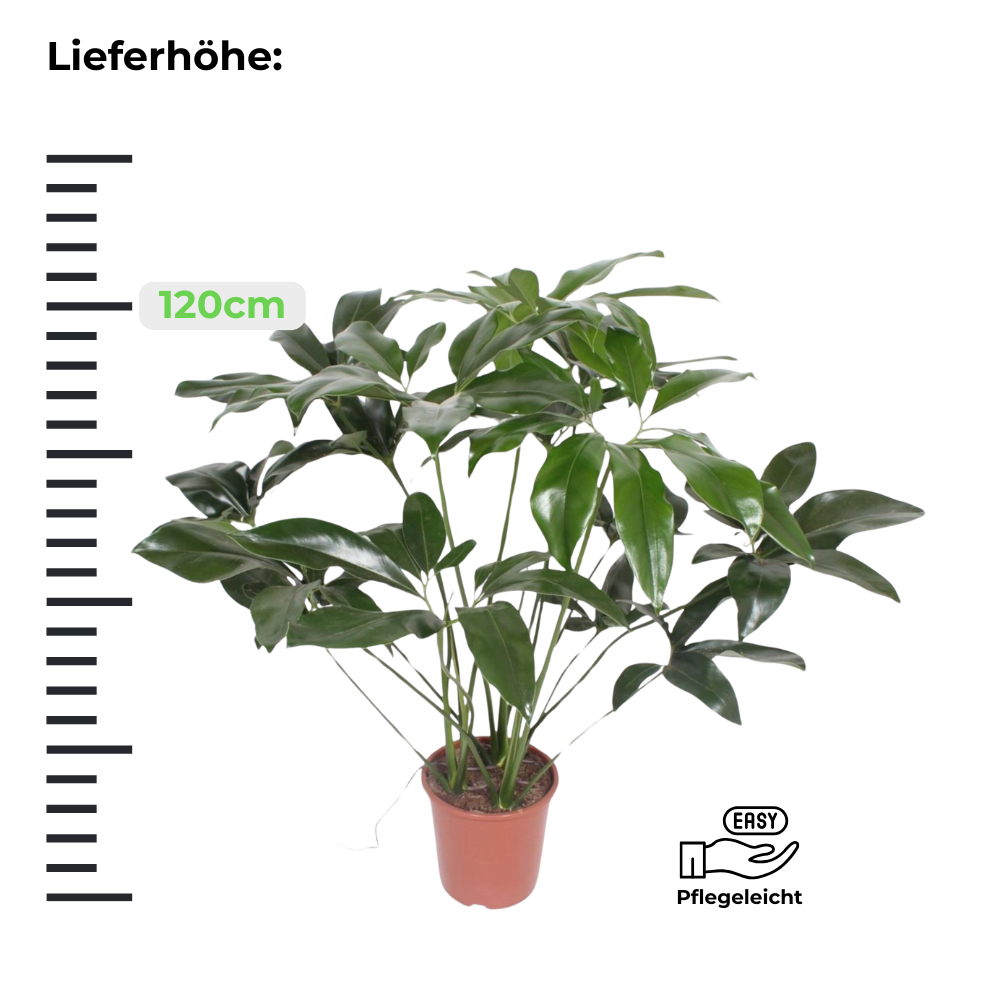 Philodendron Green Wonder - ⭥120cm