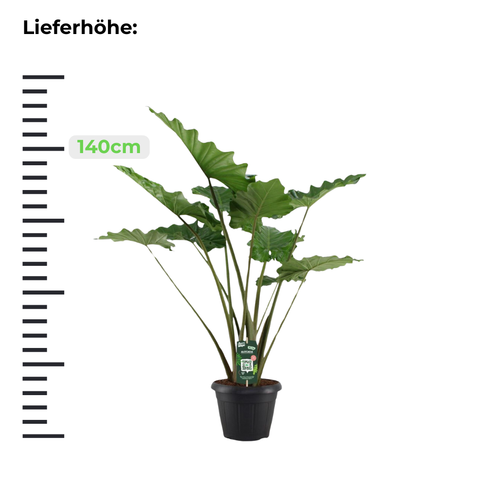 Alocasia Portodora "Wellen-Elefantenohr" - ⭥140cm