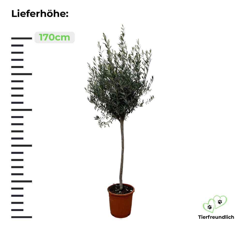 Olea Europaea "Olivenbaum" - ⭥170cm