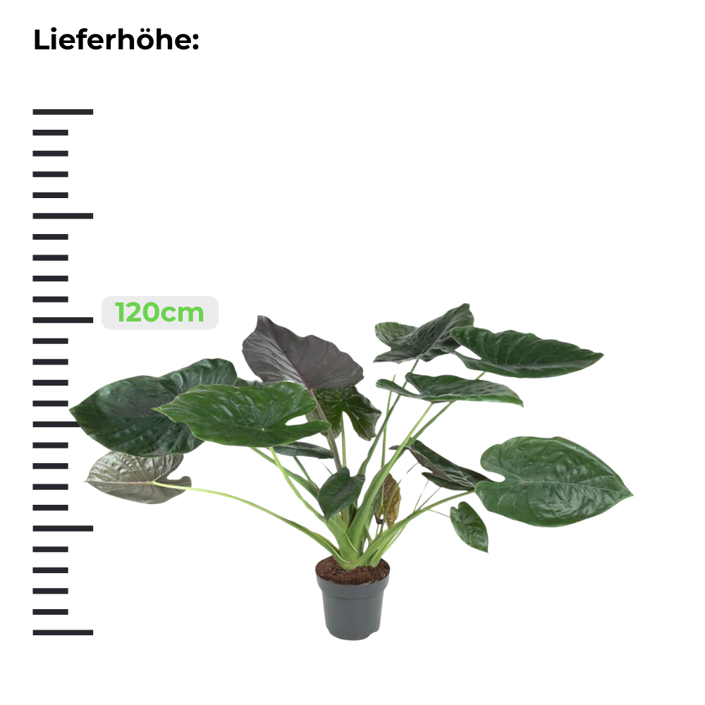 Alocasia Wentii "Purpur-Elefantenohr" - ⭥120cm