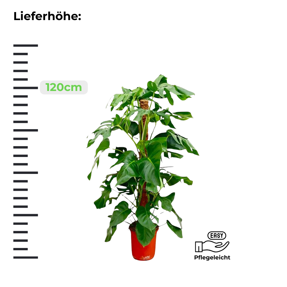 Monstera Pertusum "Fensterblatt" am Moosstab - ⭥120cm