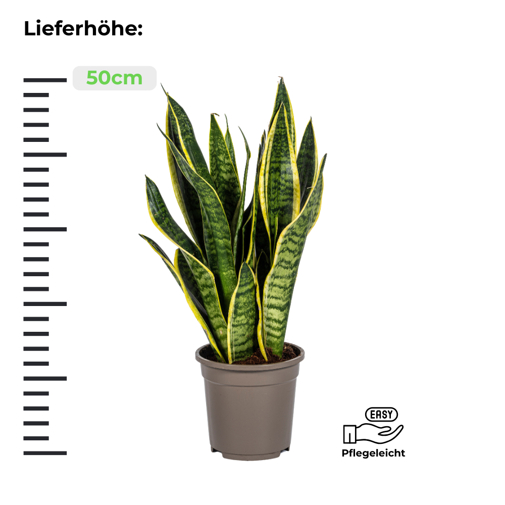 Sansevieria Trifasciata Futura Superba - Bogenhanf - ⭥50cm