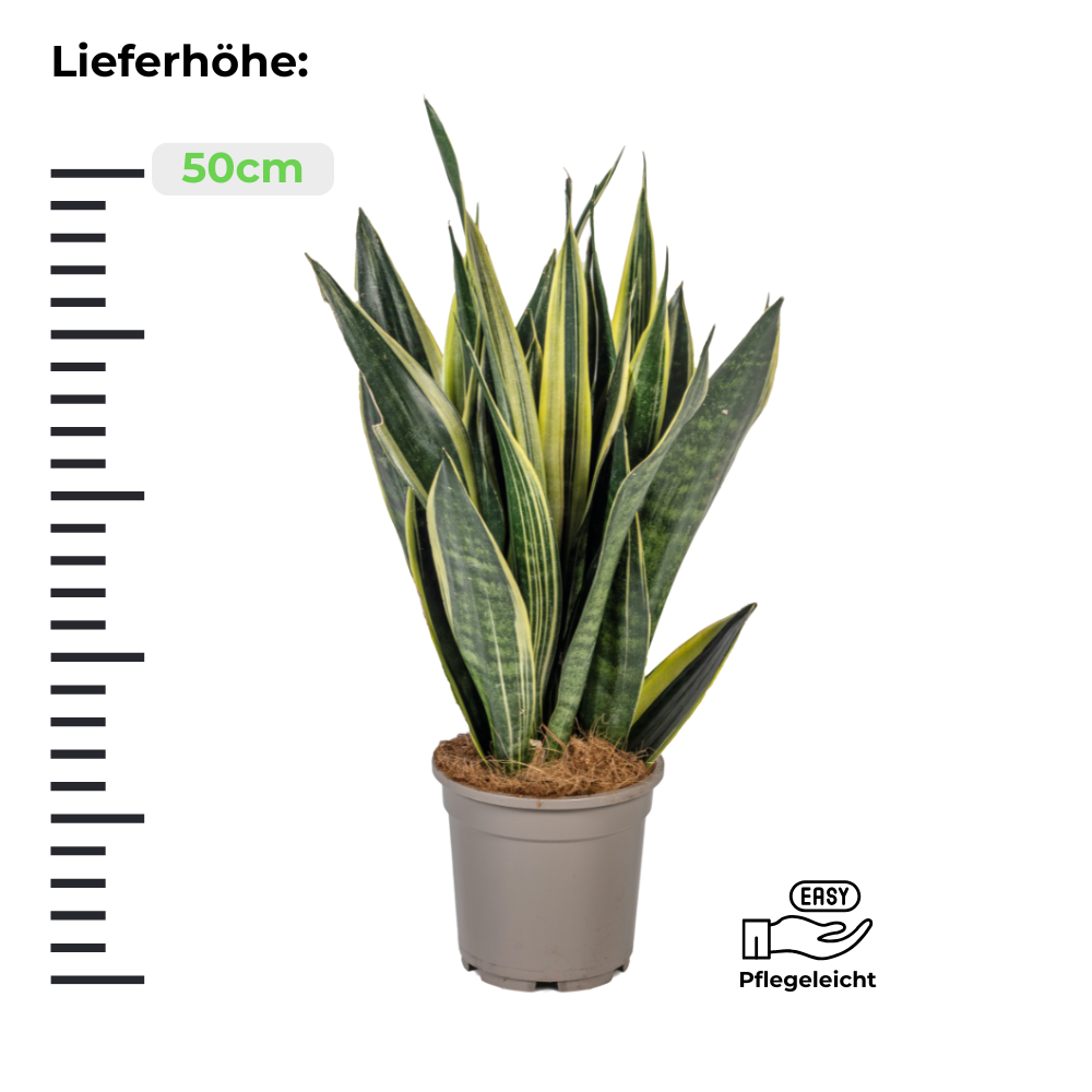 Sansevieria Trifasciata Canary - Bogenhanf - ⭥50cm