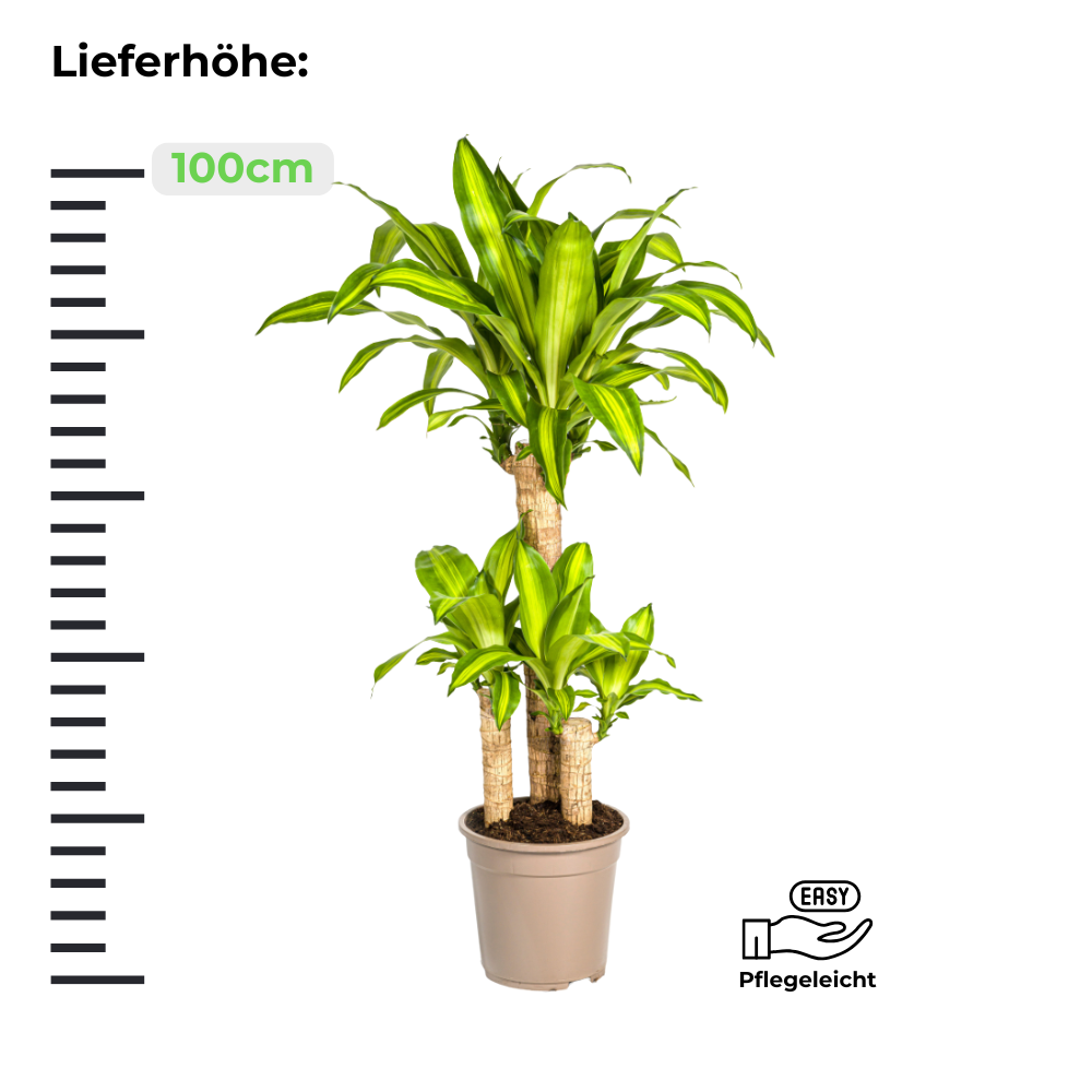 Dracaena Fragrans Massangeana - Drachenbaum - ⭥100cm