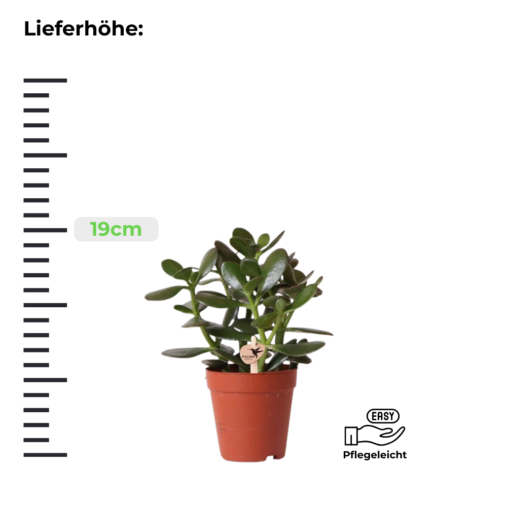 Sukkulente Crassula Ovata "Geldbaum" - ⭥19cm