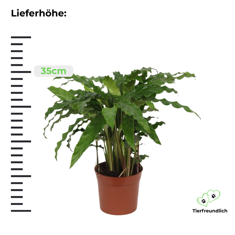 Calathea Bluegrass - ⭥35cm