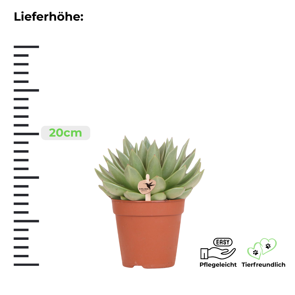 Sukkulente Echeveria Miranda - ⭥20cm