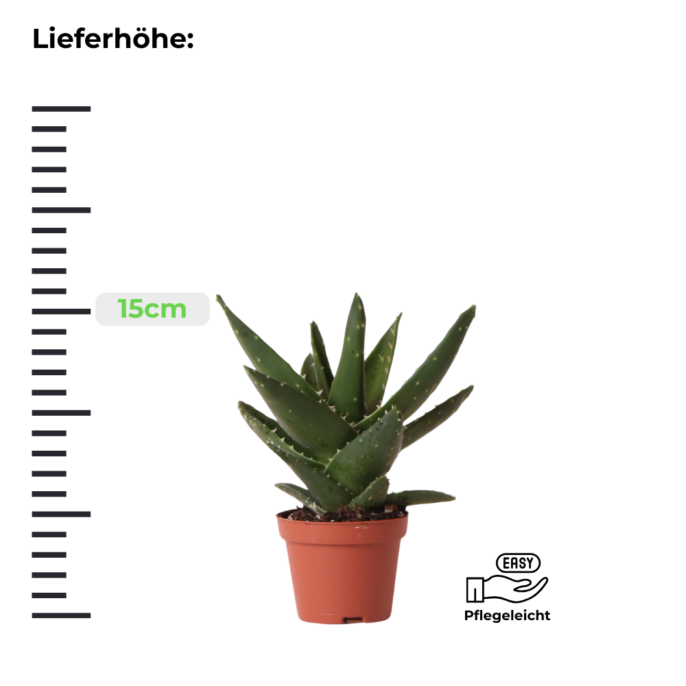 Sukkulente Aloe Brevifolia "Kurzblättrige Aloe" - ⭥15cm