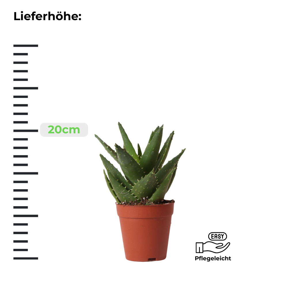 Sukkulente Aloe Brevifolia "Kurzblättrige Aloe" - ⭥20cm