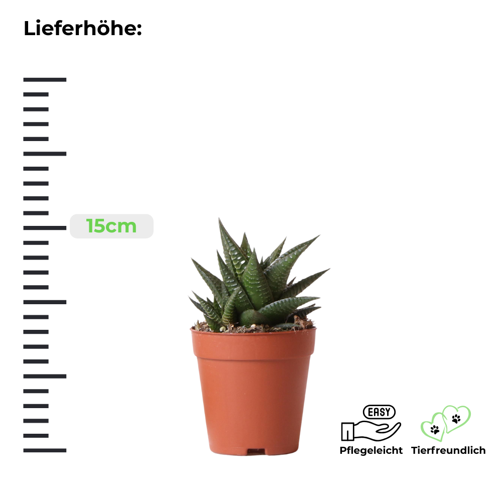 Sukkulente Haworthia Limifolia "Filefarn-Haworthie" - ⭥15cm