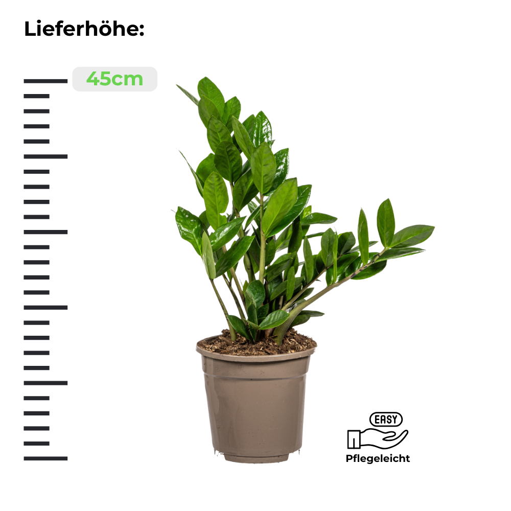 Zamioculcas Zamiifolia "Glücksfeder" - ⭥45cm