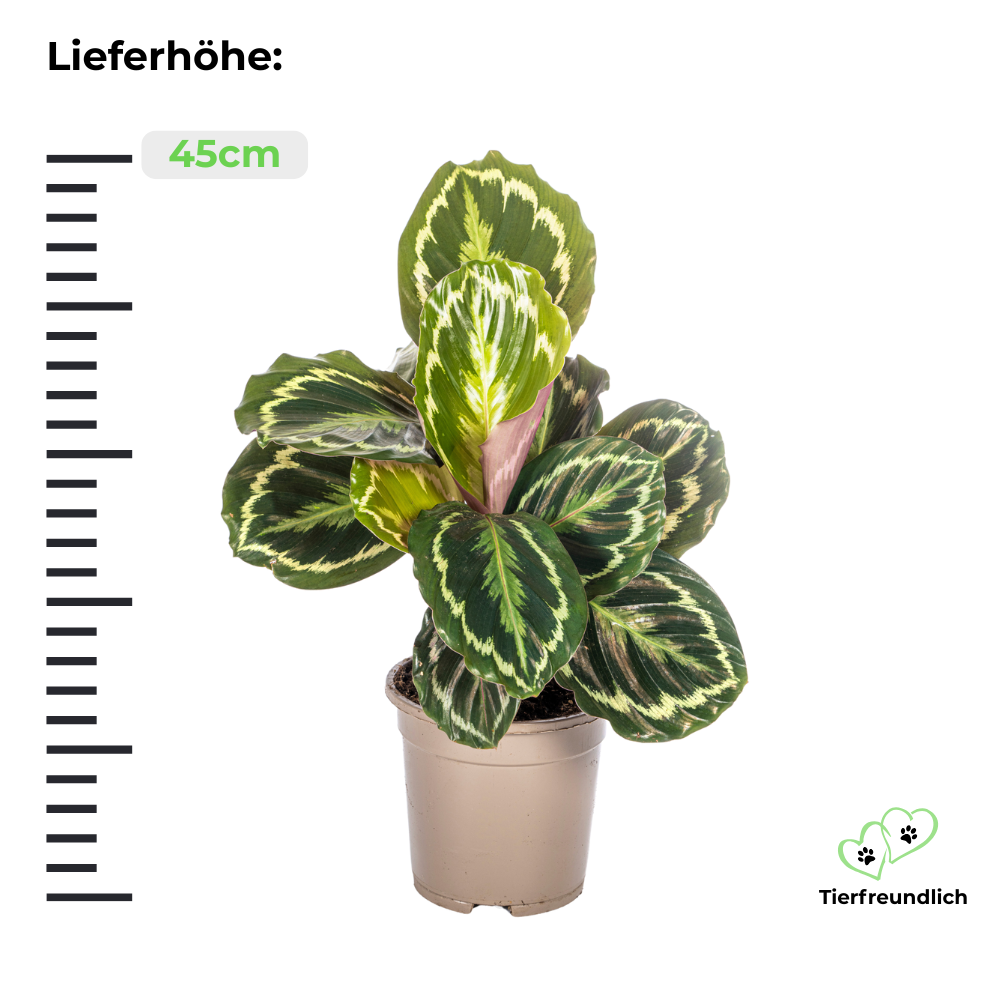 Calathea Medallion - ⭥45cm