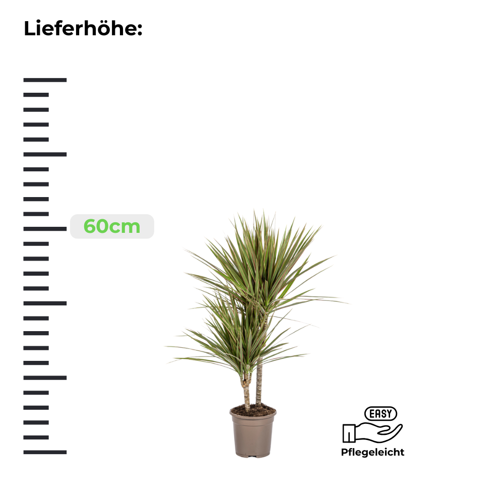 Dracaena Marginata Bicolor - Drachenbaum - ⭥60cm