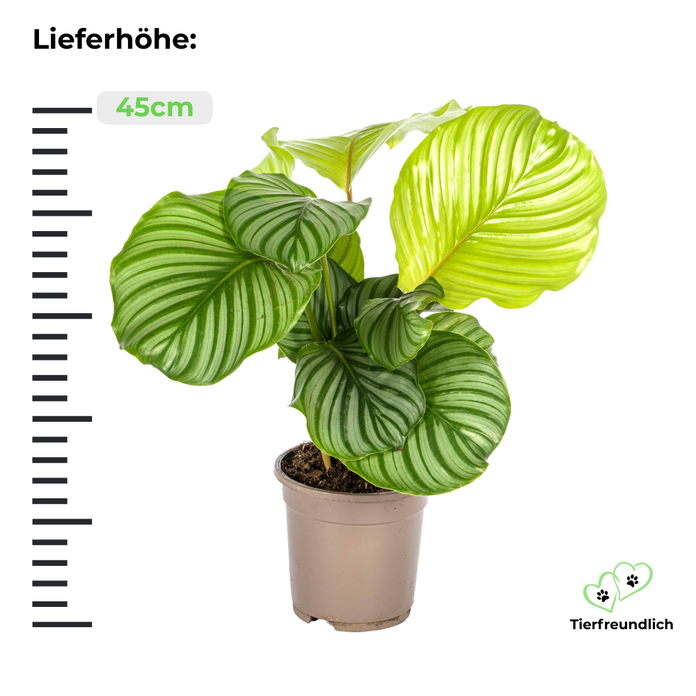 Calathea Orbifolia - ⭥45cm