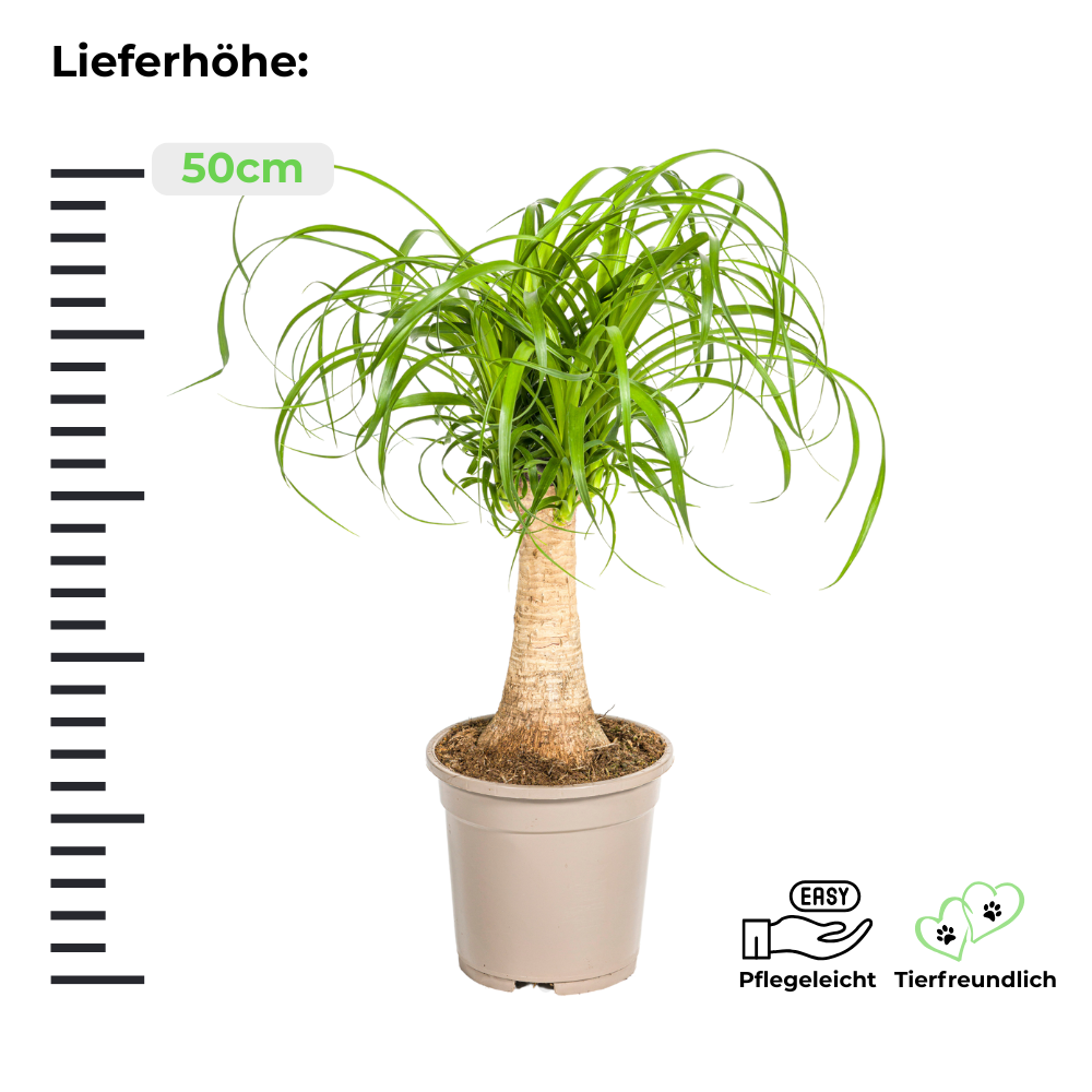Beaucarnea Recurvata "Elefantenfuß" - ⭥50cm
