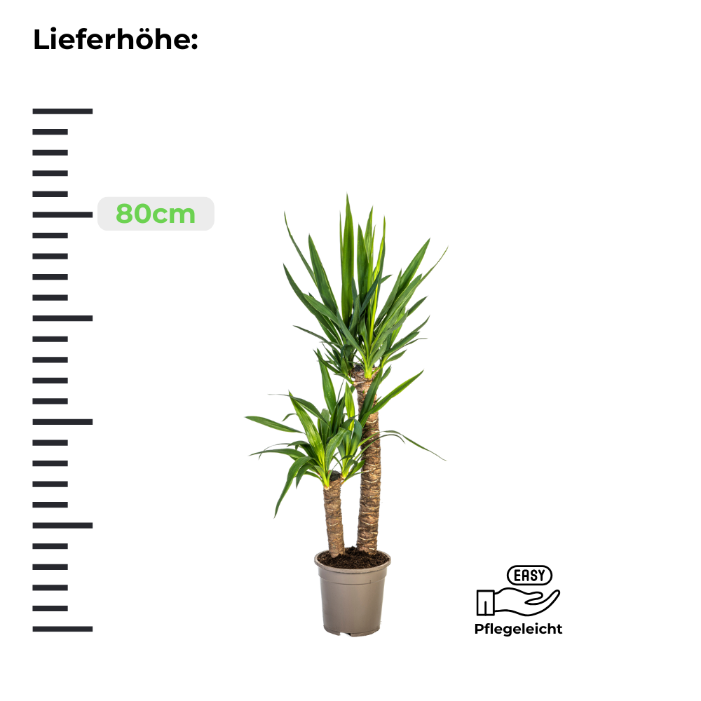 Yucca Elephantipes "Palmlilie" - ⭥80cm