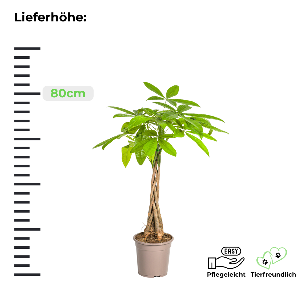 Pachira Aquatica "Glückskastanie" - ⭥80cm