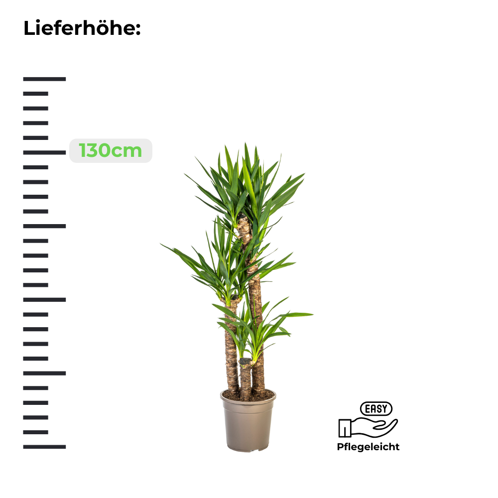 Yucca Elephantipes "Palmlilie" - ⭥130cm
