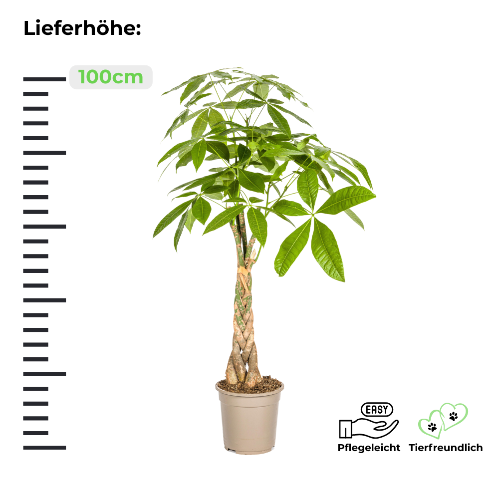 Pflanzenset Exotisches Duo - Tierfreundlich - Glückskastanie + Elefantenfuß