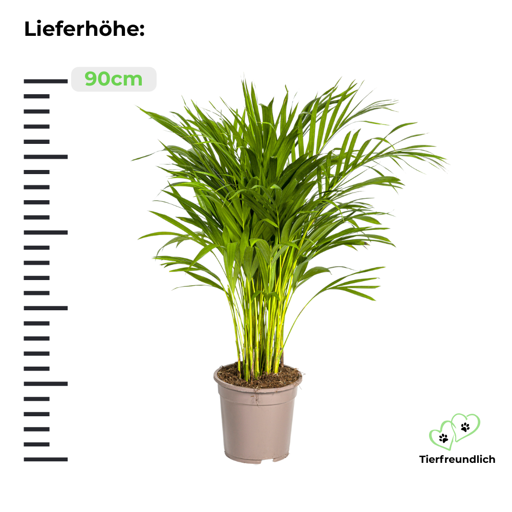 Dypsis Lutescens "Goldfruchtpalme" - ⭥90cm