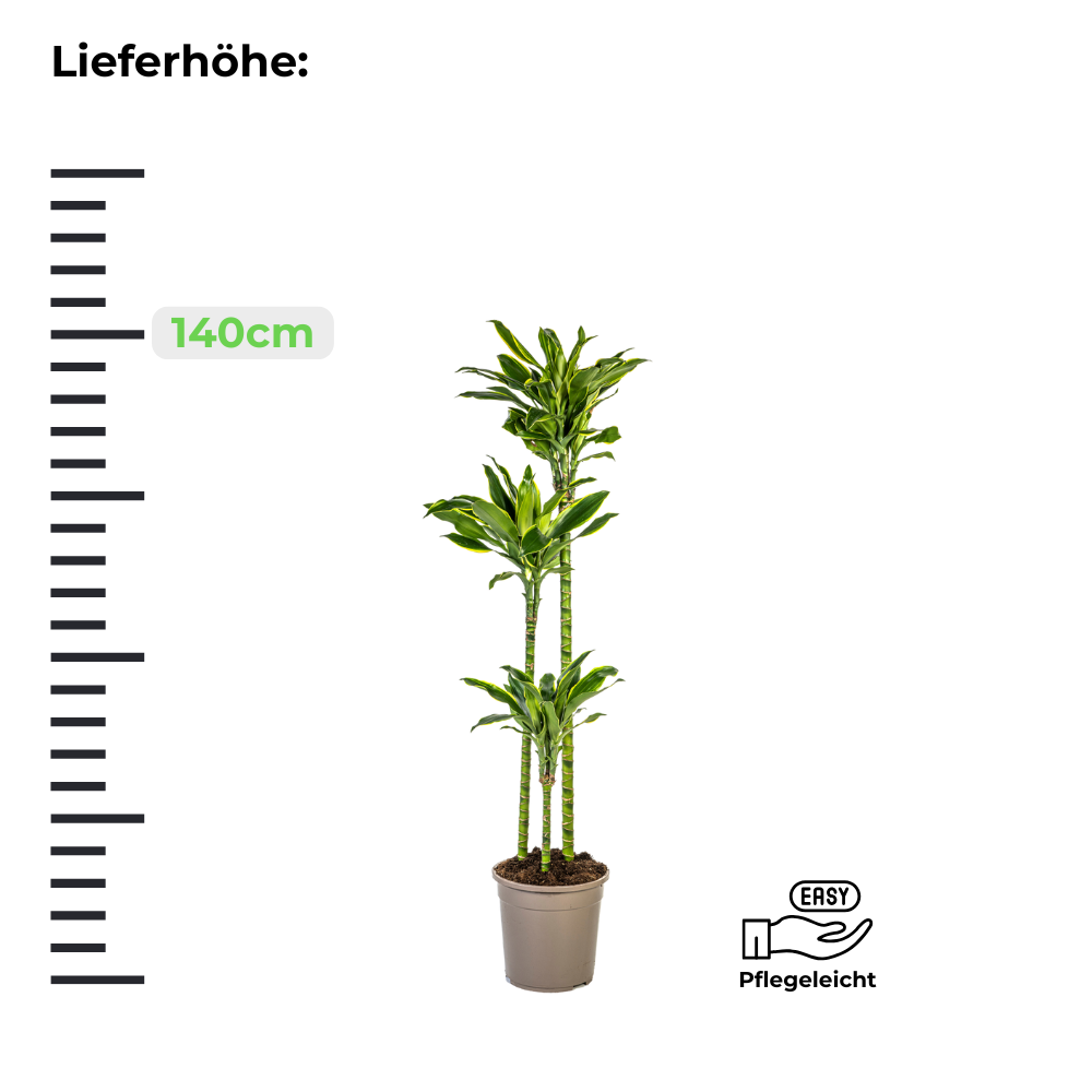 Dracaena Fragrans Golden Coast - Drachenbaum - ⭥140cm