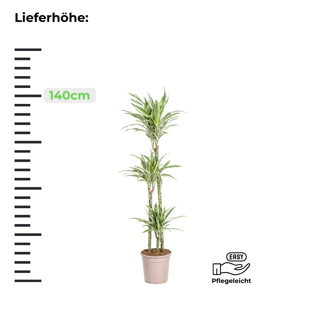 Dracaena Deremensis White Stripe - Drachenbaum - ⭥140cm