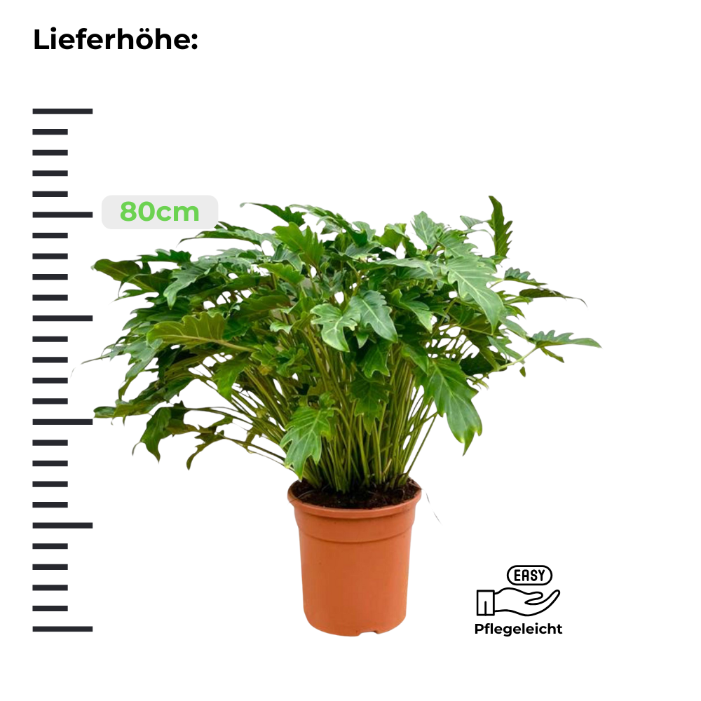 Philodendron Xanadu - ⭥80cm