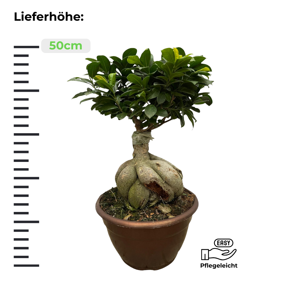 Ficus Microcarpa Ginseng "Ginseng Feigenbaum" - ⭥50cm