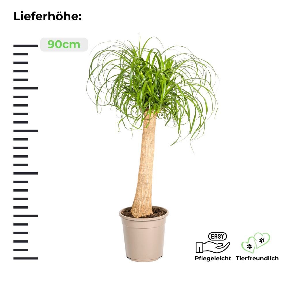 Beaucarnea Recurvata "Elefantenfuß" - ⭥90cm