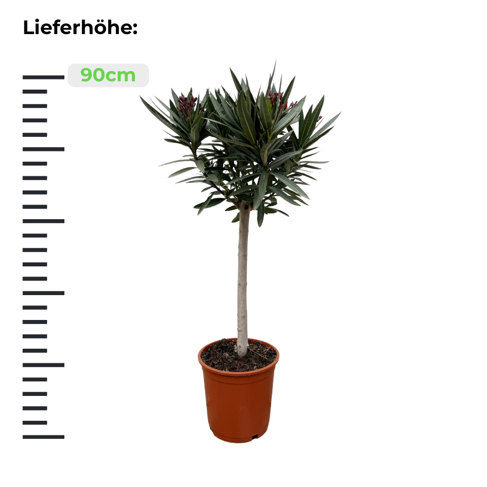 Nerium Oleander mit roter Blüte - ⭥90cm