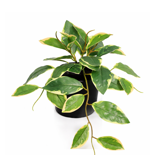 Kunstpflanze Hoya Variegata - ⭥25cm