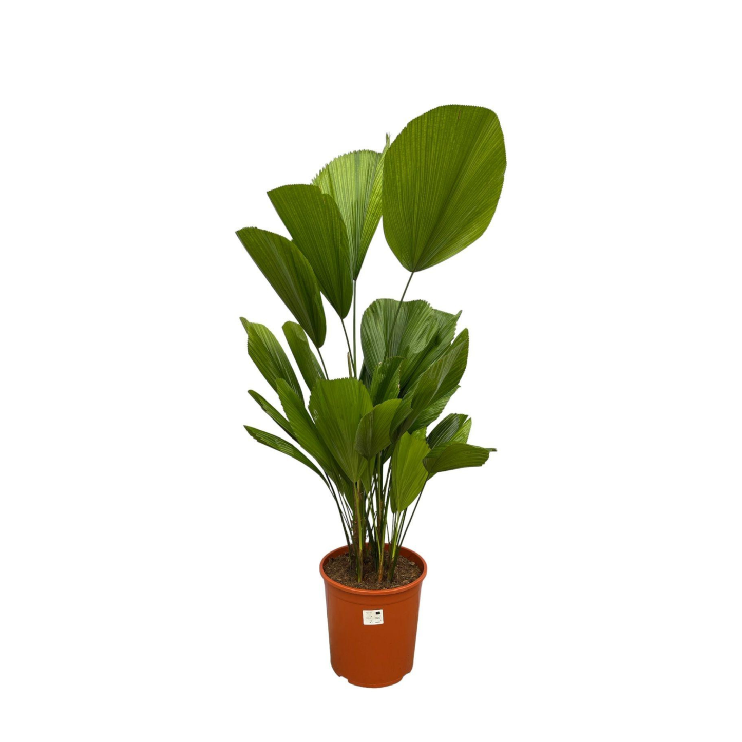 Licuala Grandis - "Großblättrige Strahlenpalme" - ⭥90cm