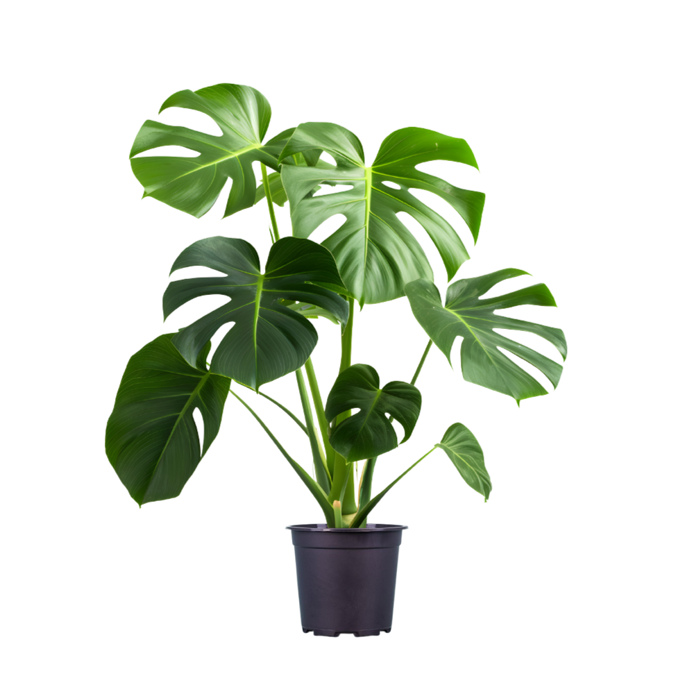 Monstera Deliciosa - "Fensterblatt" - ⭥75cm